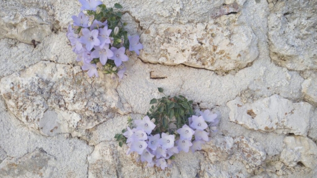 campanula1